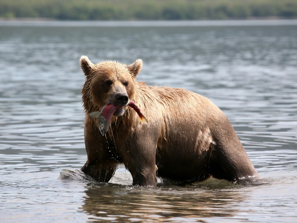 Ein Braunbär hat einen Fisch gefangen.