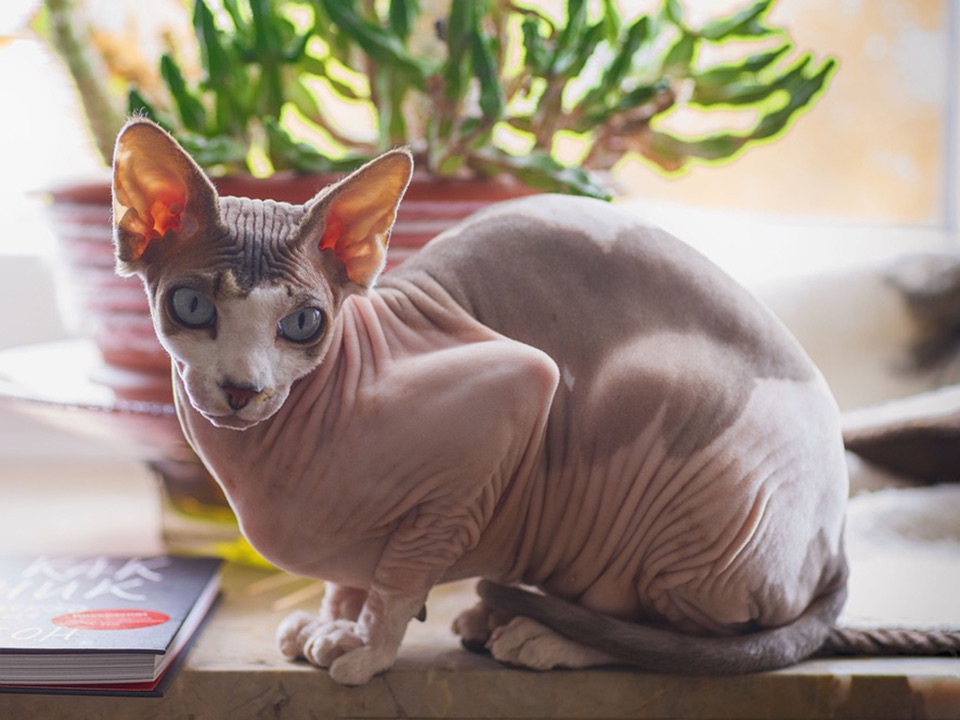 Katze ohne Haaren und mit großen Ohren sitzt auf einem Tisch.