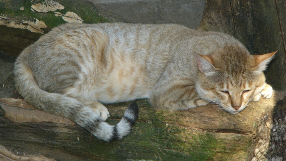 afrikanische Wildkatze