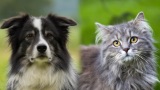 Hunde und Katzen