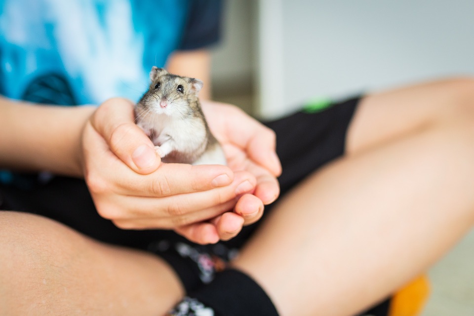 Hamster in der Hand eines Jugendlichen