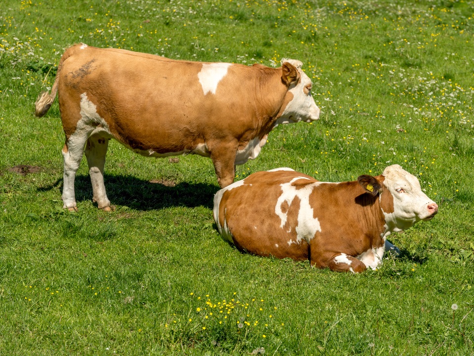 Fleckvieh auf der Weide