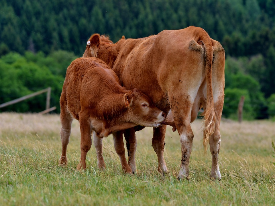 Ein Kalb trinkt am Euter der Kuh.