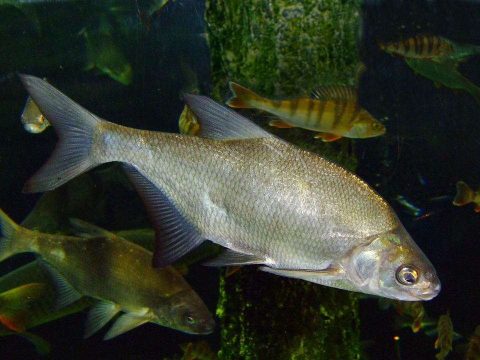 Fische haben einen langgestreckten, seitlich abgeflachten Körper (hier: Brachse, im Hintergrund: Flussbarsch).