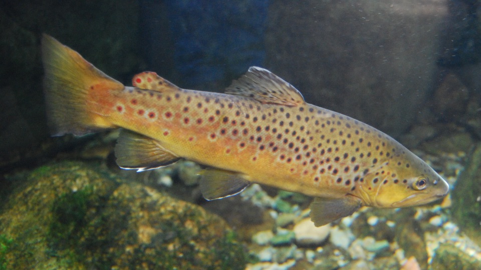 Fische In sterreich Biologie SchuBu fische-in-sterreich-biologie-schubu