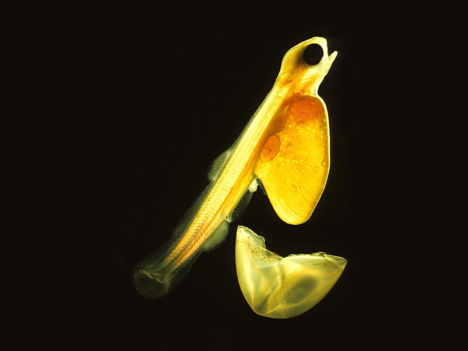 Larve eines Lachs mit Dottersack schlüft aus dem Ei