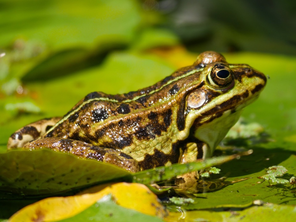Frosch Adulttier