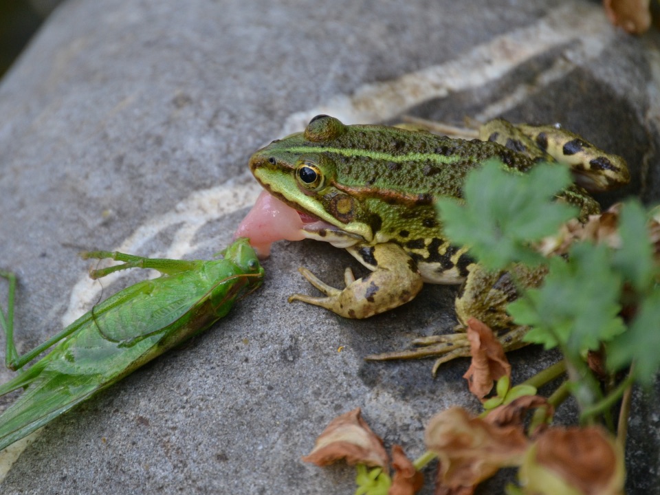 Ein Teichfrosch erbeutet mit seiner langen, klebrigen Zunge eine Heuschrecke.