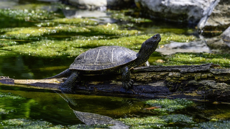 Europäische Sumpfschildkröte