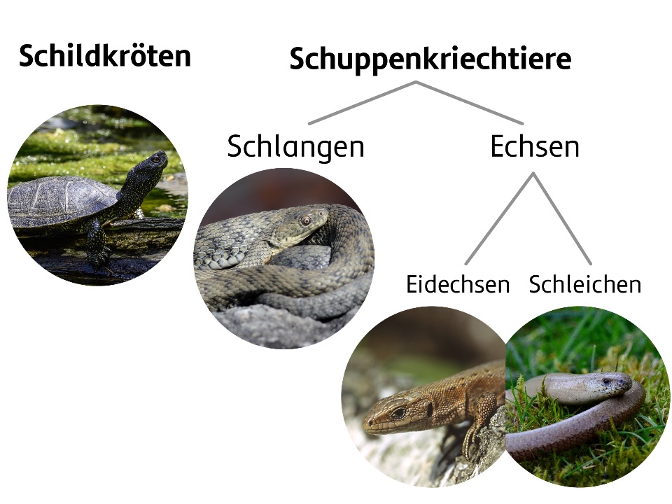 Reptilien in Österreich: Schildkröten, Echsen: Eidechsen und Schleichen