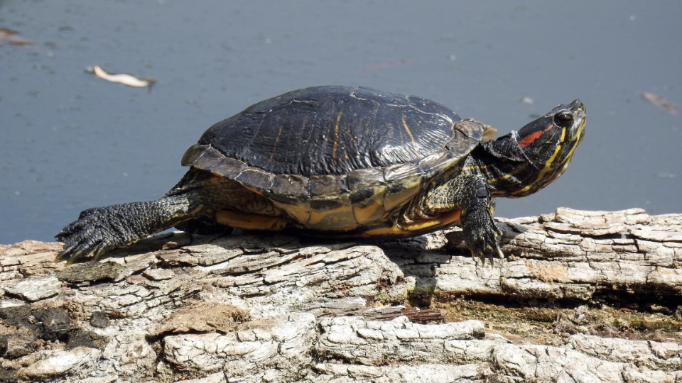 Rotwangen-Schildkröte