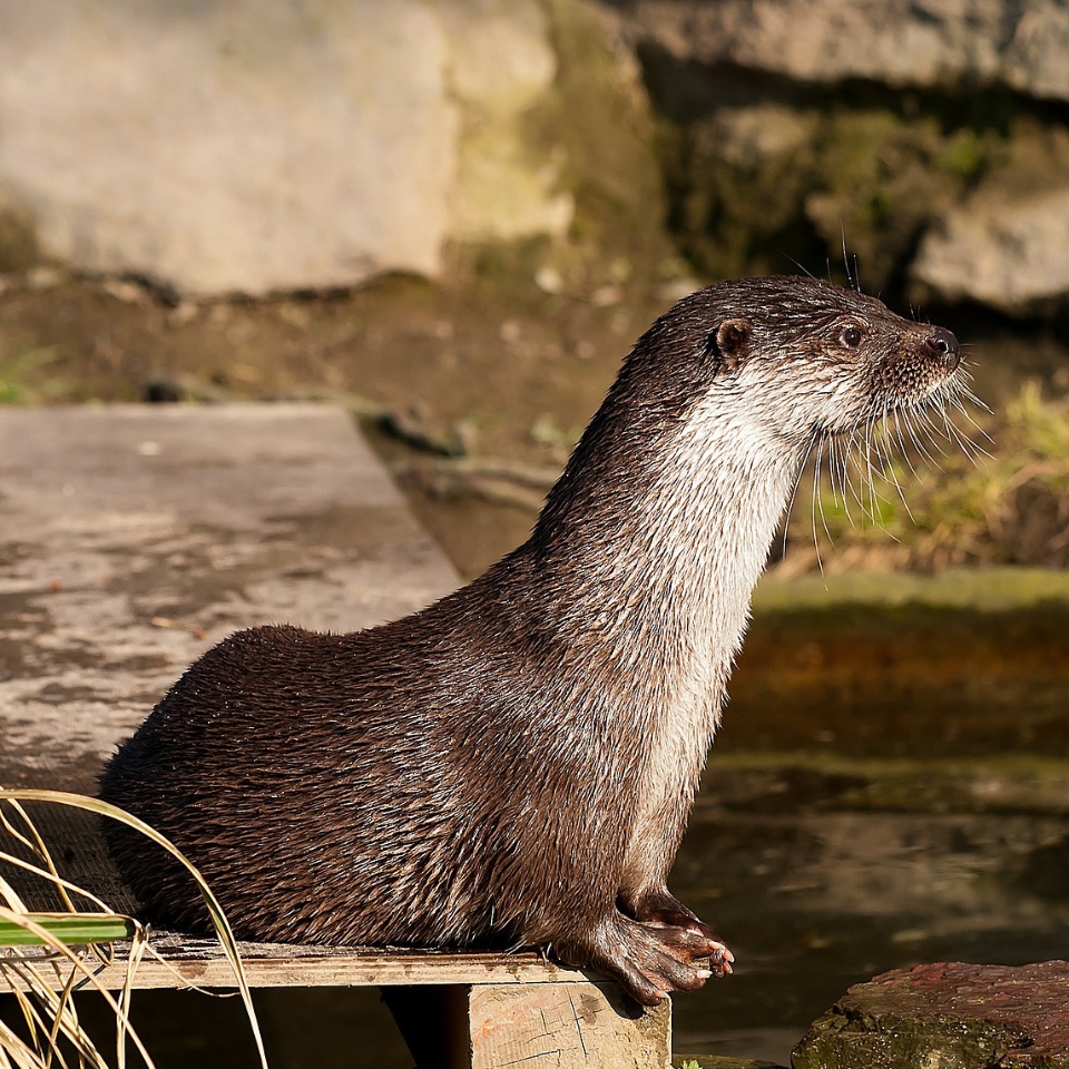 Seeotter