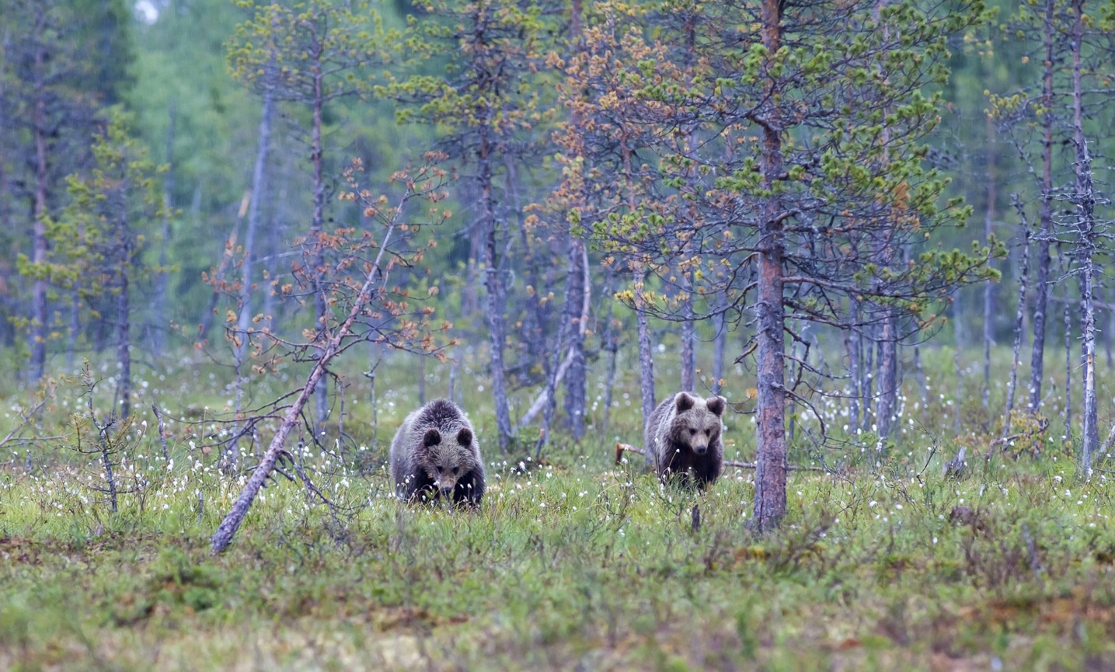 Europäischer Braunbär