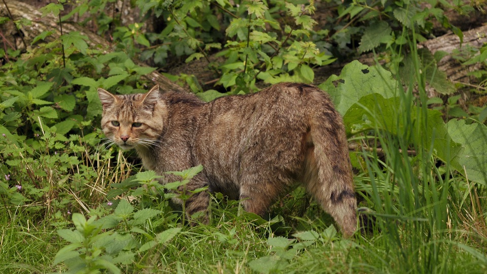 Europäische Wildkatze