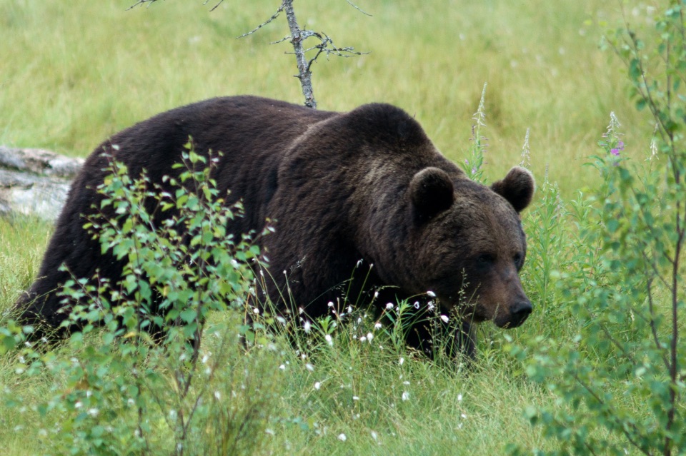 Europäischer Braunbär