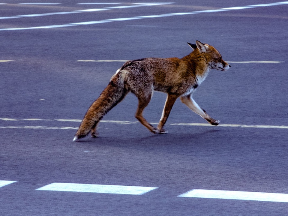 Ein Rotfuchs in der Stadt