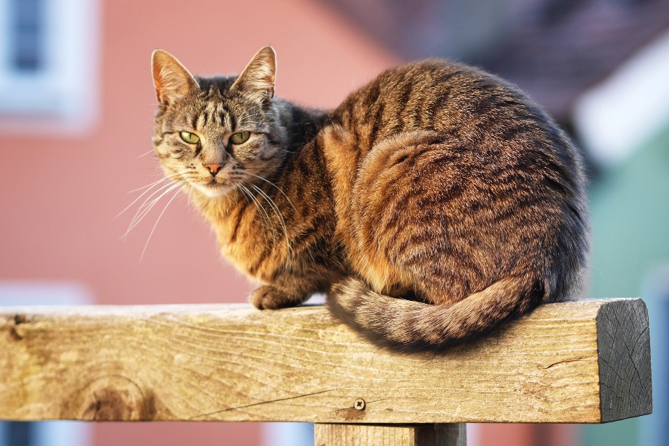 getigerte Hauskatze