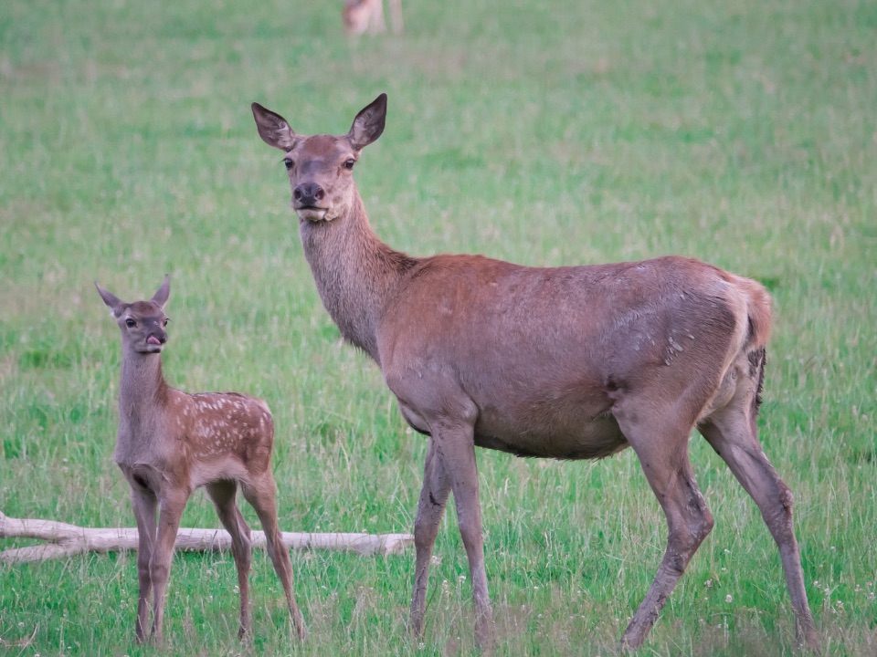 Hirschkuh mit ihrem Kalb