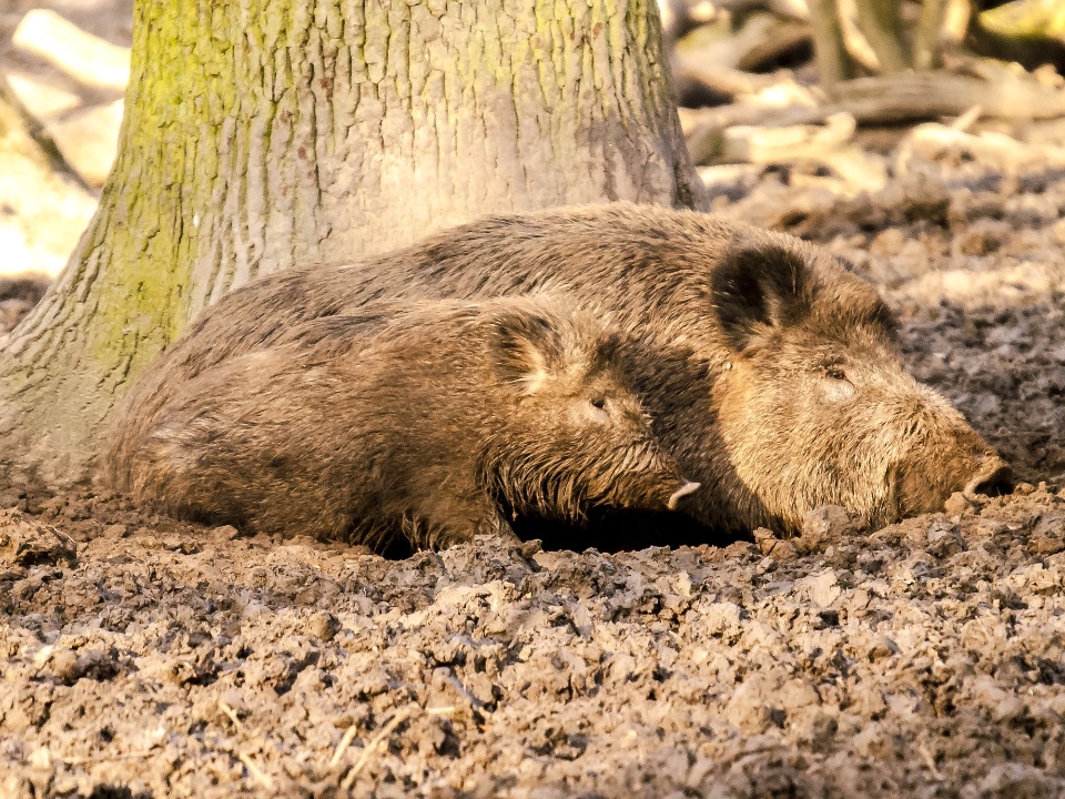 Suhlende Wildschweine