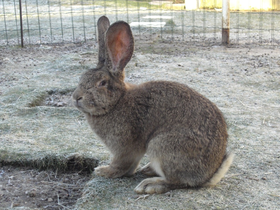 Deutsche Riesen (Riesenkaninchen)