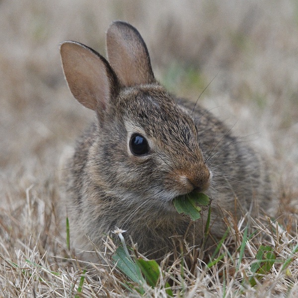 Wildkaninchen