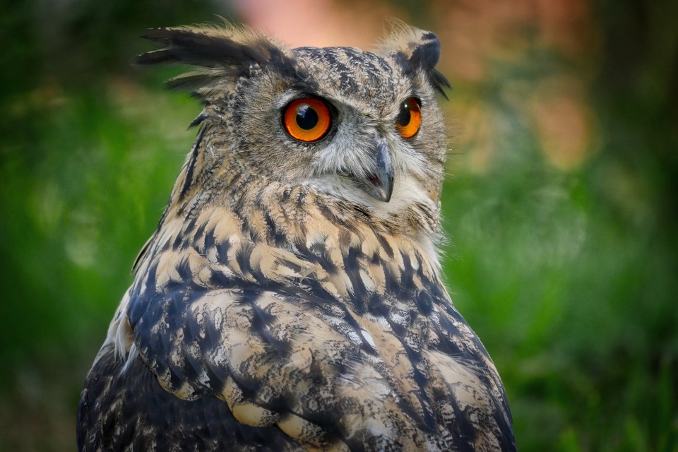 Ein Uhu mit seinen leuchtend orangen Augen und büscheligen Ohren