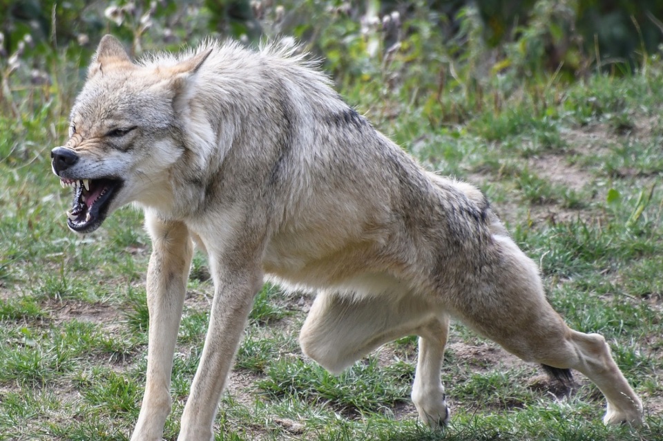 Ein grauer Wolf steht mit gefletschten Zähnen da, wodurch seine spitzen Zähne sichtbar werden. Er ist in einer Angriffshaltung. Sein Fell ist aufgeplustert.