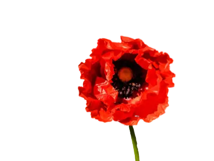 Popup: Mein Blühplanzentagebuch