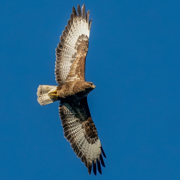 Mäusebussard