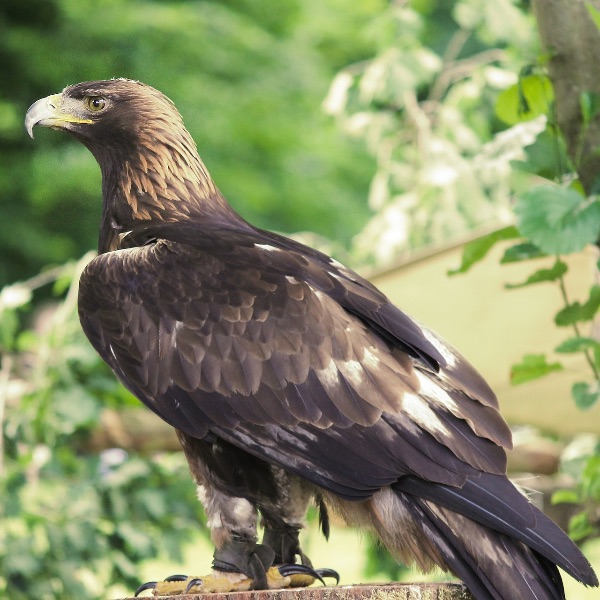 Steinadler