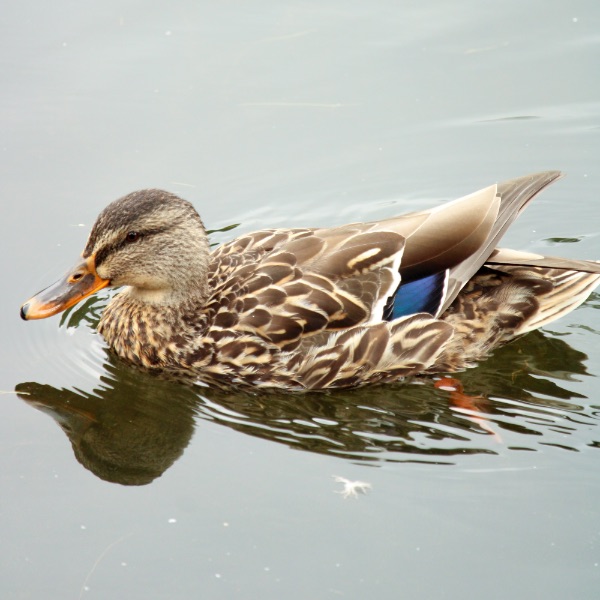 Stockente