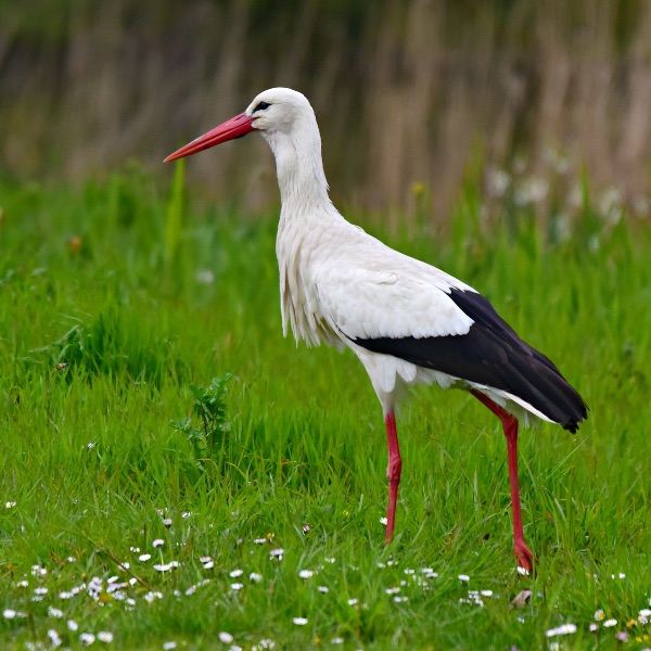 Weißstorch