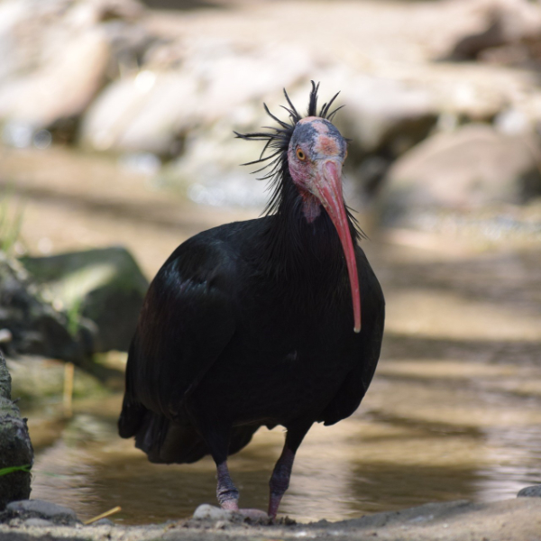 Waldrapp