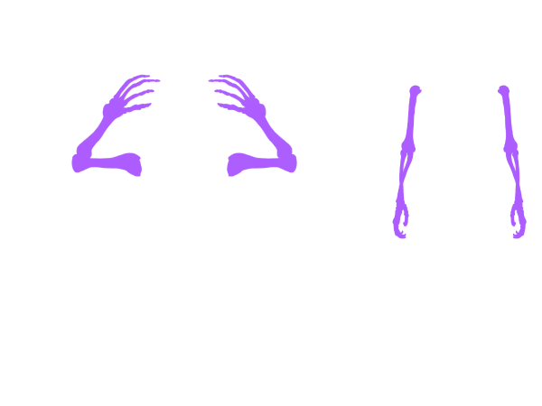 Armskelett
