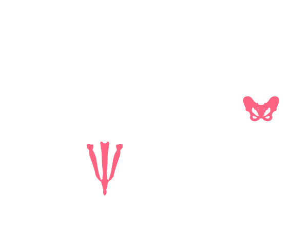 Beckenknochen