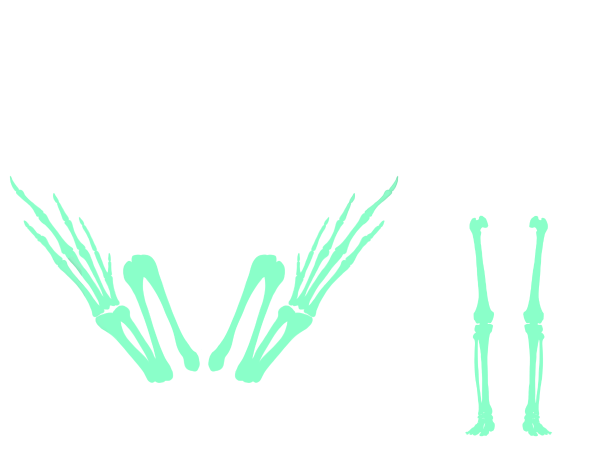 Beinskelett