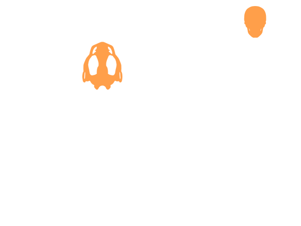 Schädel