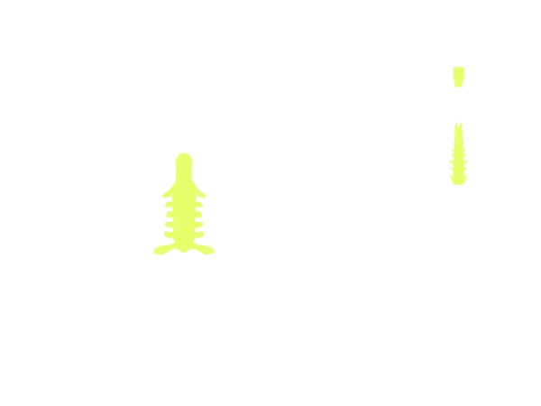 Wirbelsäule