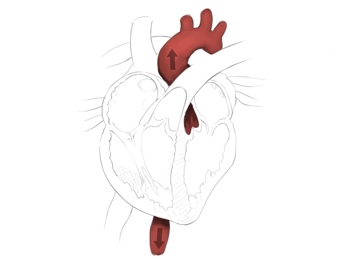 Aorta