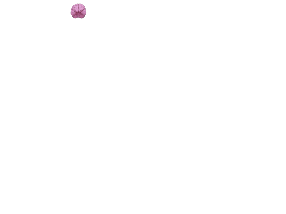 Gehirn