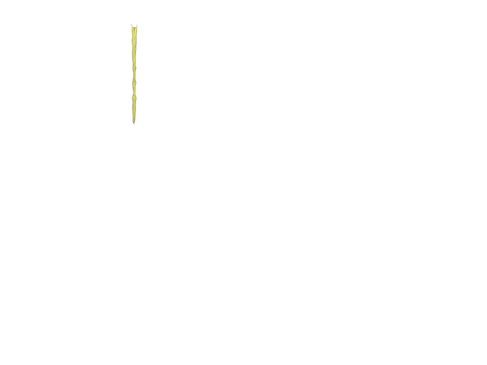 Rückenmark