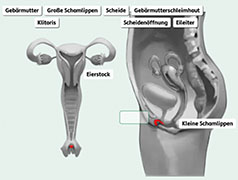 Popup: Die weiblichen Geschlechtsorgane