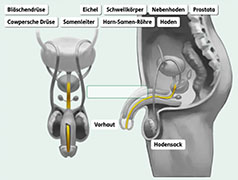 Popup: Die männlichen Geschlechtsorgane