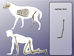 Popup: Wolf- oder Menschenskelett?