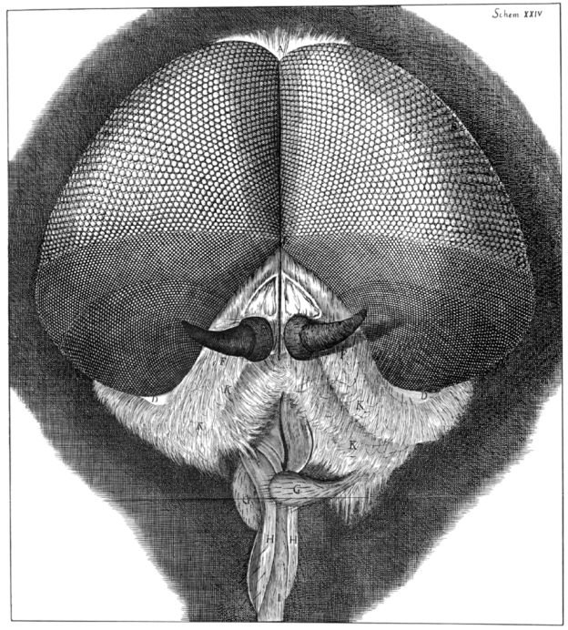 Facettenaugen einer Fliege (Robert Hooke, 1665)