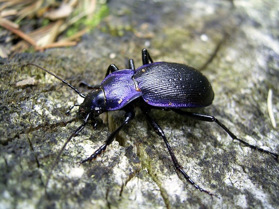Blauvioletter Waldlaufkäfer