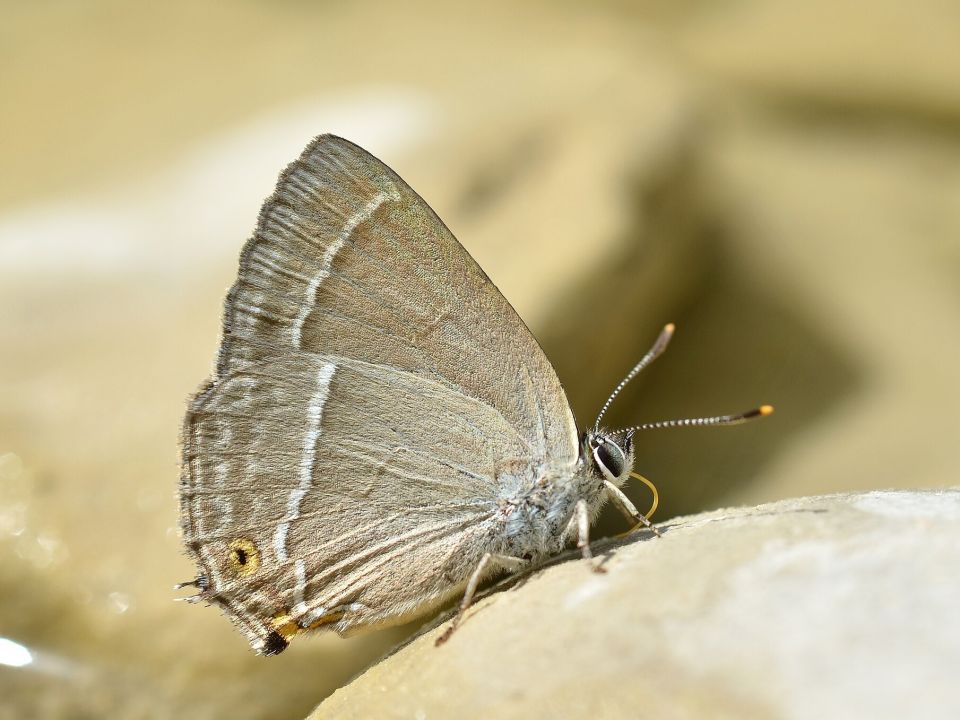 Blauer Eichen-Zipfelfalter