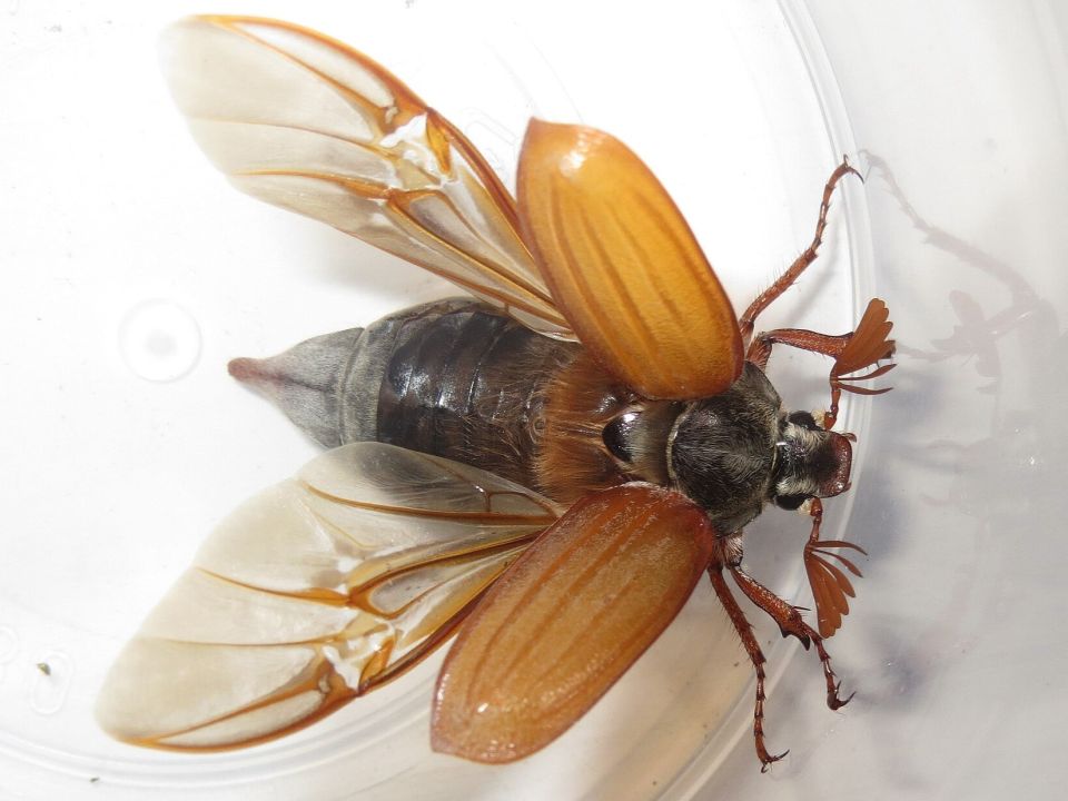 Flügel des Feldmaikäfers