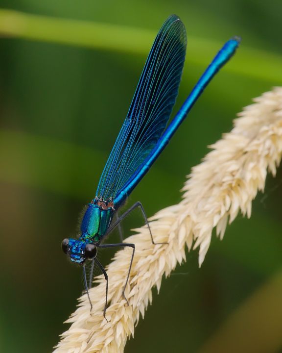 Gebänderte Prachtlibelle