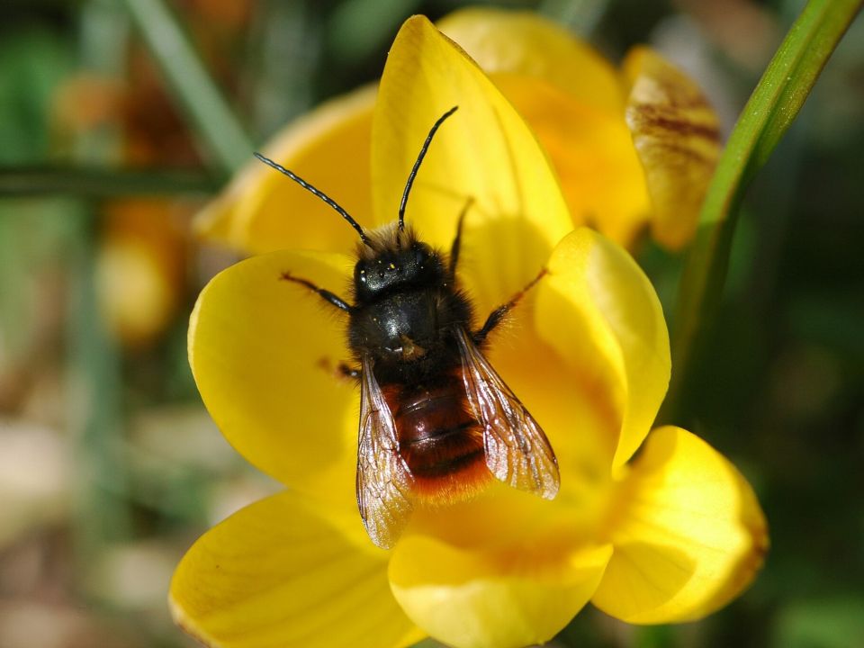 Gehörnte Mauerbiene